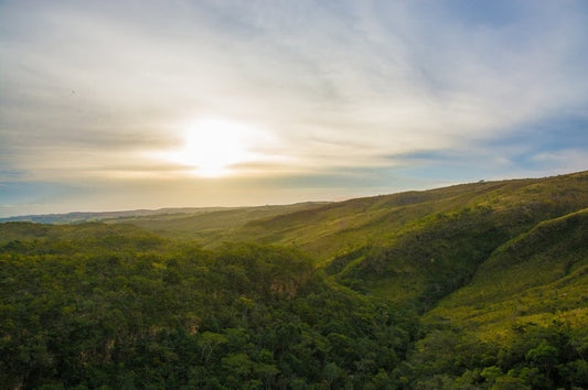 Where Does Coffee Come From? Coffee Growing Regions and Climate