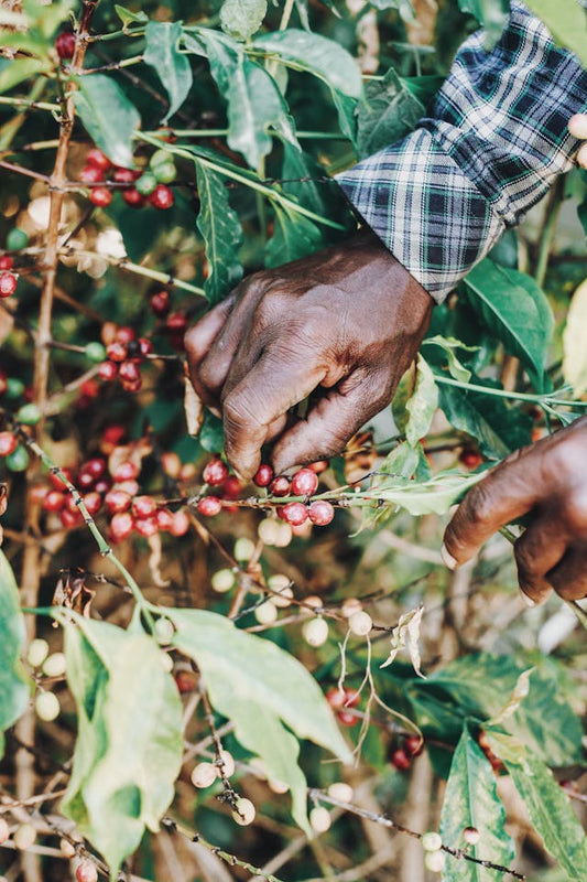 How Fair is Fair Trade Coffee?